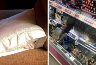 40 кошек, которые заснули в самых неожиданных местах (41 фото)