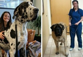 15 огромных собак, которые не подозревают о своих размерах (16 фото)