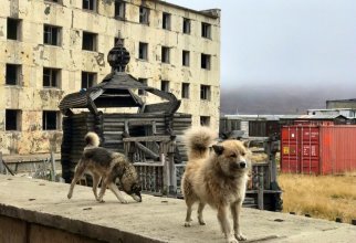 Братья наши меньшие: фотозарисовки с уличными собаками (40 фото)