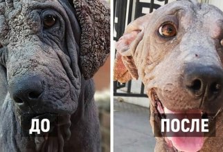 Вот что может сделать любовь и забота: 20 собак до и после спасения (22 фото)