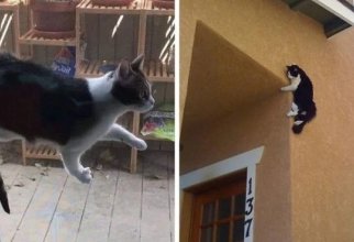 Притяженья больше нет: эти котики плевать хотели на законы физики (24 фото)