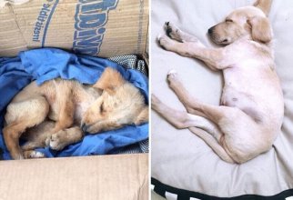 Фотографии собак до и после их спасения с улицы (18 фото)