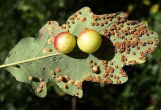 Странные «ягоды» растут на листьях дуба. Какую тайну содержат эти мутации? (6 фото)