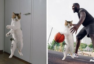 Кот-прыгун стал новым героем фотошоп-битвы (14 фото)