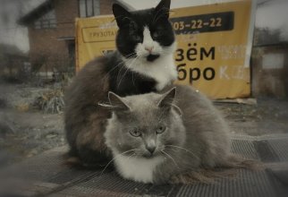 Очень красивые уличные кошки (40 фото)