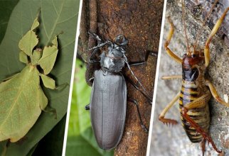 Самые большие насекомые в мире (11 фото + 1 видео)