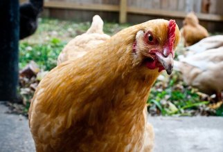10 фактов о курице, после которых ваша жизнь не будет прежней (10 фото)