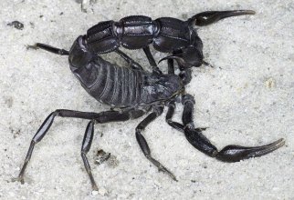 Толстохвостый скорпион: Превзошёл собратьев. Стреляет ядовитым токсином по дуге в 190 градусов! (9 фото)