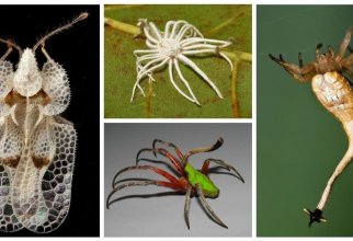 20 удивительных насекомых и пауков, в существование которых сложно поверить (25 фото)