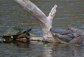 Зачем черепахи подкидывают свои яйца крокодилам? (5 фото)
