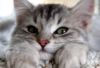 5 историй о котиках, которых пришлось вызволять из беды (9 фото)