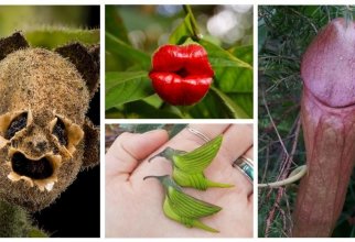 Флора с закосом под фауну: 25 удивительных примеров растительной парейдолии (22 фото)