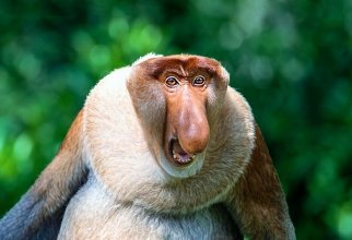 6 интересных фактов о примате с необычным носом (5 фото)