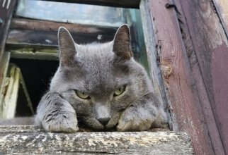 Красивые уличные котики (30 фото)