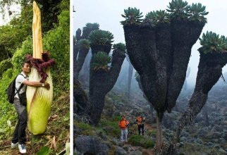 11 растений-великанов, которые потрясают воображение (25 фото)