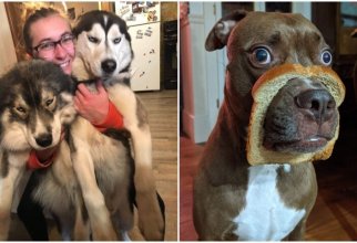20+ смешных фото собак, с которыми явно что-то пошло не так (31 фото)