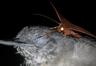 Горгона макарея: «Питается чужими страданиями». Зачем мрачная бабочка пьёт слёзы других животных? (6 фото)