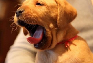 Зевающие животные. Попробуйте посмотреть и не зевнуть (11 фото)