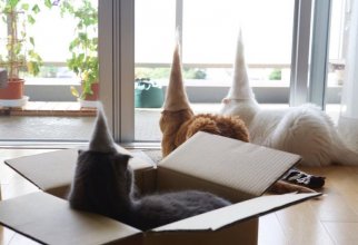 Уморительные кошки в валяных шапках (13 фото)