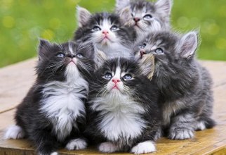 19 шикарных кошек, которые стоят целое состояние (20 фото)