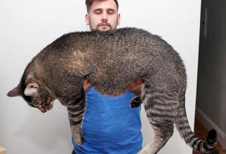 Самые большие коты в мире (22 фото)