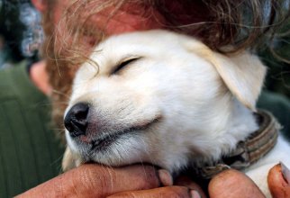 Сильные фото бездомных и их собак (10 фото)