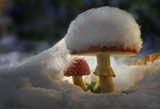 Грибы, грибки, грибочки (23 фото)