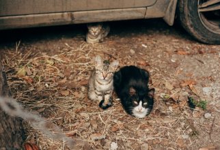 Очень колоритные уличные коты (29 фото)