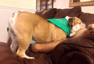 Забавные собаки, которые могут уснуть как и где угодно (19 фото)