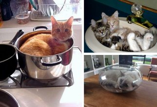 Коты, которых можно налить в любую емкость (24 фото)