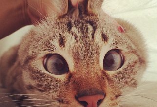 Милейшие коты с глазками "вразбег", чей изъян делает их уникальными (21 фото)