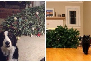25 кошек и собак, которые разрушили Рождество (26 фото)