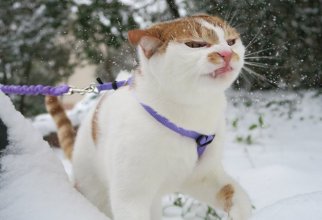 Кошки,которые не любят снег (15 фото)
