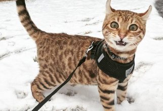 Забавные фотографии животных, которые в первый раз увидели снег (12 фото)