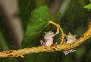 Животные имеют свои способы, как спрятаться от дождя (16 фото)