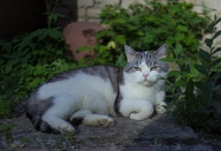 Очень колоритные уличные коты (30 фото)