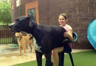 30 огромных собак, которые не догадываются о том, насколько они большие (30 фото)