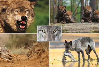 Волки - прекрасное творение природы (12 фото)