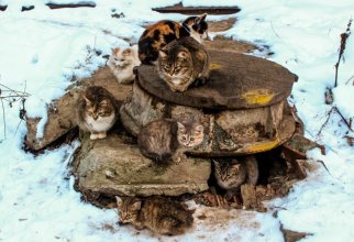 Очень колоритные уличные коты (40 фото)