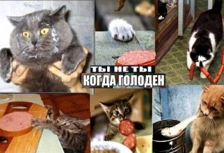 Подборка картинок с котами и про котов (40 фото)