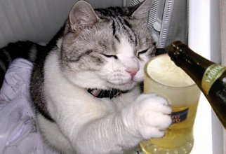 Пьющие коты (27 фото)