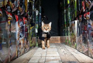 Коты на службе (13 фото)