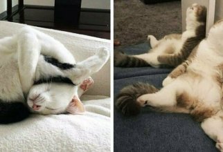 25 спящих котиков, которые доказали, что уснуть можно в любом положении (26 фото)