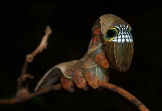 Необычные насекомые нашей планеты (23 фото)