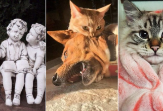 30 фотографий, доказывающих, что коты вездесущи (31 фото)