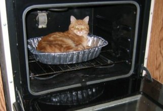 Котейки всегда найдут там, где тепло (8 фото)