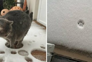О сложных взаимоотношениях кошек со снегом (27 фото)