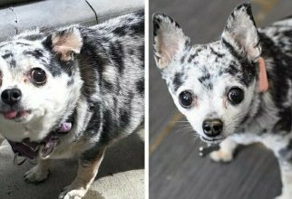 20 фотографий собак до и после того, как они взяли себя в лапы и смогли похудеть (21 фото)