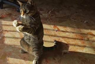 25 ситуаций, в которых кошки ведут себя как люди (25 фото)