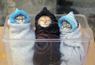 Как правильно пеленать котиков (31 фото)